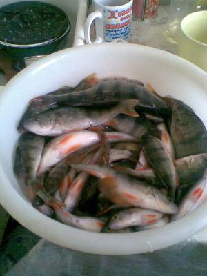 Прикрепленное изображение: Фото061.jpg